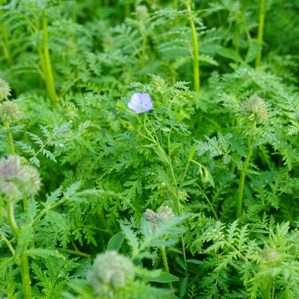 9. TerraLife_22_Green Power Organic