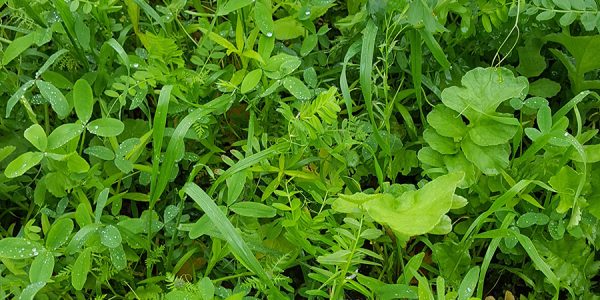 DSV_TerraLife Solanum Organic_1