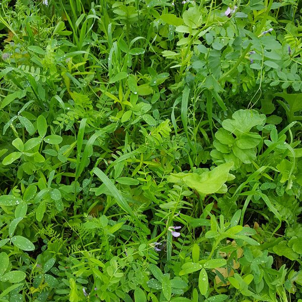 DSV_TerraLife Solanum Organic_1